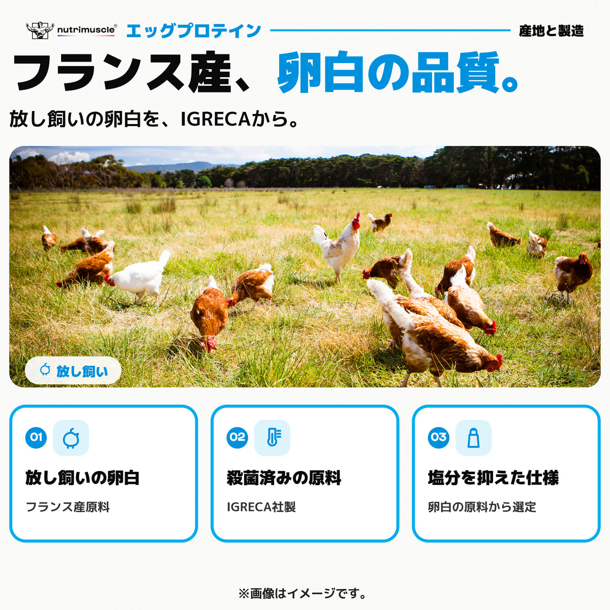 エッグ プロテイン パウダー｜フランス産、卵白の品質。放し飼いの卵白を、IGRECAから。※画像はイメージです。 - Nutrimuscle Japan