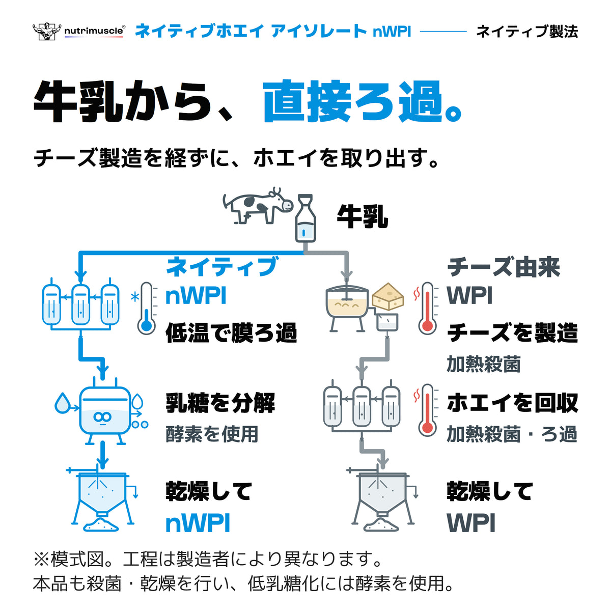 nWPIの製造工程。牛乳を直接膜ろ過し、乳糖を酵素で分解して乾燥。チーズ由来ホエイの製法との模式図。青は低温の膜ろ過、赤は代表的なチーズ由来工程の加熱殺菌。原料乳は殺菌しています。