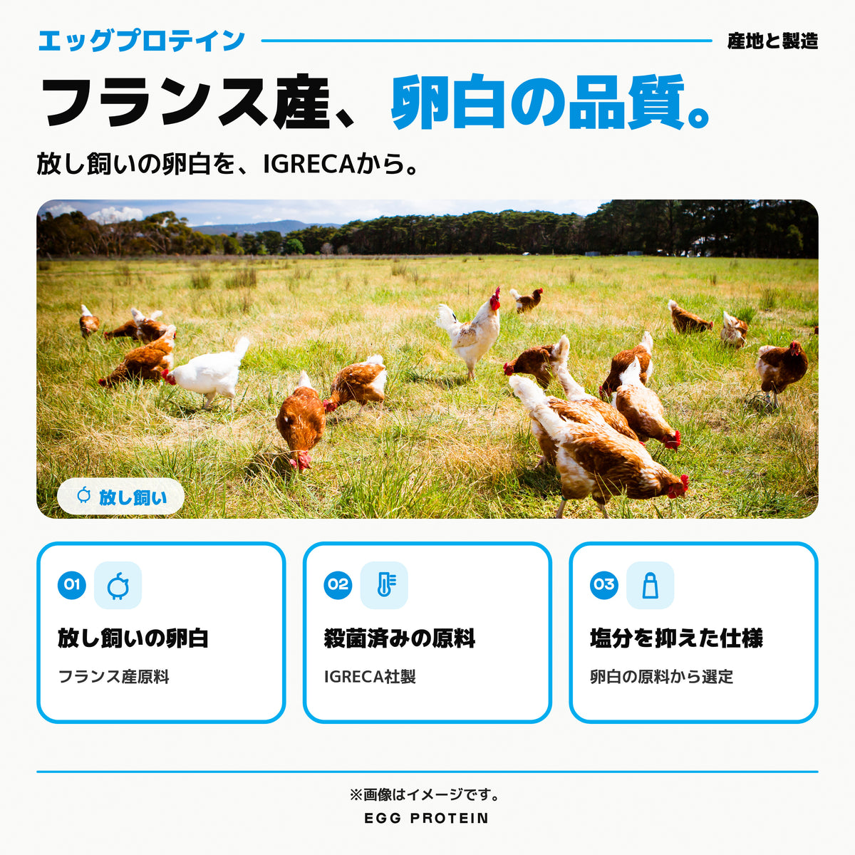 エッグ プロテイン パウダー｜フランス産、卵白の品質。放し飼いの卵白を、IGRECAから。※画像はイメージです。 - Nutrimuscle Japan